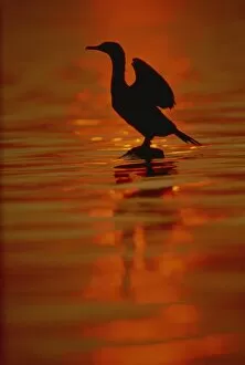 Images Dated 26th November 2007: Double crested cormorant, New York State, United States of America, North America