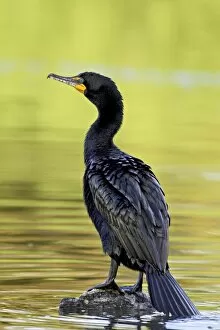 Images Dated 7th May 2007: Double-crested cormorant (Phalacrocorax auritus), Sterne Park, Littleton