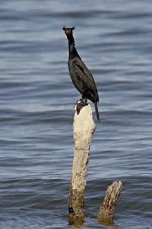 Double-crested cormorant (Phalacrocorax auritus) in breeding plumage, Sonny Bono Salton Sea National Wildlife Refuge, California, United States of America