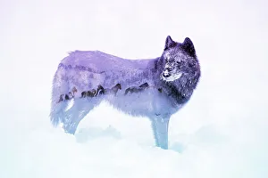 Looking Away Prints: Double exposure of a Black Wolf and Wild Horses