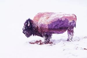 : Double exposure of snow-covered Bison, Yellowstone National Park and Teton Range