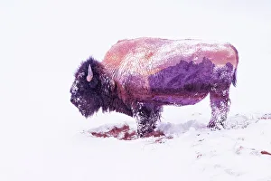 Teton Range Prints: Double exposure of snow-covered Bison