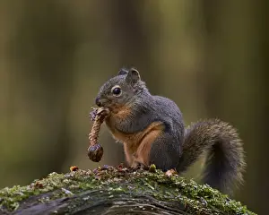 Douglass Squirrel (Tamiasciurus hudsonicus) eating a pine cone, Olympic National Park, Washington State, United States of America, North America