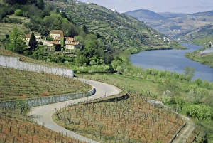 Grow Prints: Douro Valley
