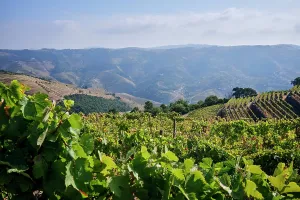 Grapevines Prints: Douro Valley vineyards showcase the beauty of grape cultivation in Portugal's stunning landscape under a clear sky