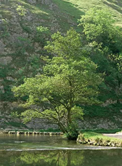 Derbyshire Prints: Dovedale (Dove Dale), Derbyshire, England, United Kingdom, Europe