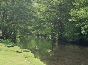 Dovedale (Dove Dale), Derbyshire, England, United Kingdom, Europe