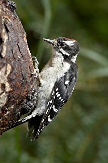 Downy woodpecker (Picoides pubescens), Wasilla, Alaska, United States of America