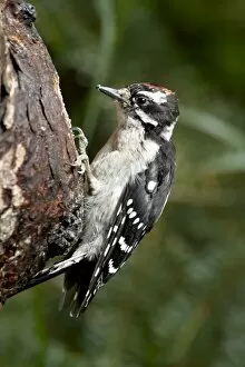 Images Dated 4th May 2009: Downy woodpecker (Picoides pubescens), Wasilla, Alaska, United States of America