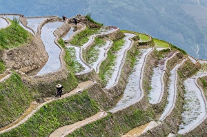 Farmer Prints: Dragon Spine Rice Terraces, Longsheng, Guangxi, China, Asia