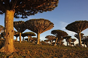 Yemen Prints: Dragon tree (Dracaena Cinnabari), Socotra Island, Yemen, Middle East