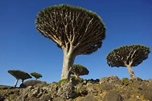 Images Dated 11th November 2008: Dragon tree (Dracaena Cinnabari), Socotra Island, Yemen, Middle East