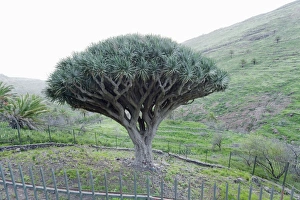 La Gomera Prints: Dragon tree (Drago de Agalan) (Dracaena draco)