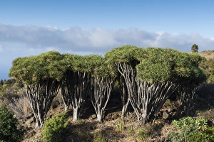La Palma Island Prints: Dragon trees (Dracaena draco), La Palma Island, Canary Islands, Spain, Europe