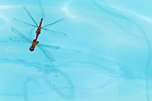 Invertebrates Prints: Dragonflies mating, Santa Cruz Island, Galapagos Islands, Ecuador, South America