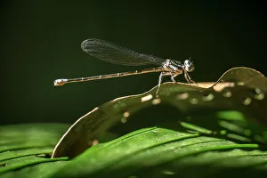 Sarapiqui Prints: Dragonfly, Sarapiqui, Costa Rica, Central America