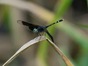 Entomology Prints: Dragonlet, Erythrodiplax attenuata