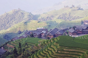 Dragons Backbone rice terraces, Longsheng, Guangxi Province, China, Asia
