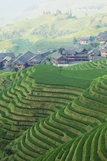 Dragons Backbone rice terraces, Longsheng, Guangxi Province, China, Asia