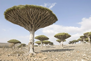 Images Dated 6th February 2008: Dragons Blood Tree (Dracaena cinnabari), endemic to island, Diksam Plateau