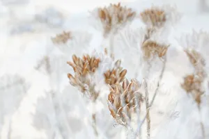 Dreamy Prints: Dried aloe seedheads, South Africa, Africa