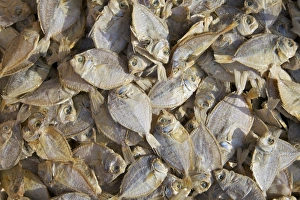 Dried Food Prints: Dried fish for sale on market stall, Nilaveli, Trincomalee, Sri Lanka, Asia