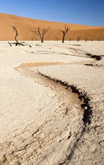 Bad Condition Prints: Dried mud pan with ancient camelthorn trees and orange sand dunes in the distance