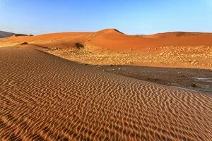 Images Dated 15th July 2008: Dried plants among the sand dunes shaped by wind, Deadvlei, Sossusvlei, Namib Desert