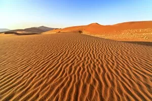 Dried plants among the sand dunes shaped by wind, Deadvlei, Sossusvlei, Namib Desert