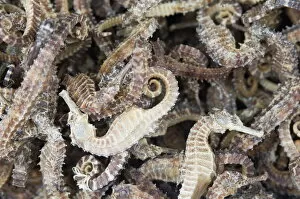 Dried seahorses for sale in seafood shop