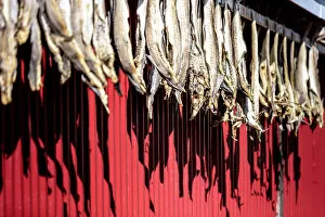 Arctic Gallery: Dried stockfish is the main typical Norwegian product, Hamnoy, Moskenes, Nordland