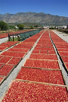 Dried tomatoes at Montagu