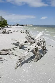 Images Dated 20th October 2009: Driftwood on beach with fishing pier in background, Sanibel Island, Gulf Coast