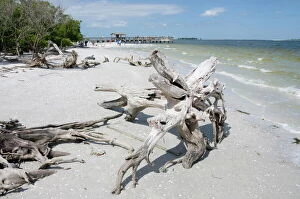 Wood Collection: Driftwood on beach with fishing pier in background, Sanibel Island, Gulf Coast