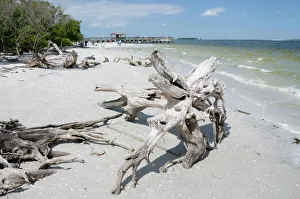 Images Dated 20th October 2009: Driftwood on beach with fishing pier in background, Sanibel Island, Gulf Coast