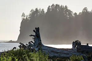 Decay Prints: Driftwood on the beach at La Push on the Pacific Northwest coast, Washington State