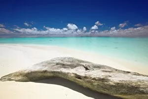 Driftwood on the beach, Maldives, Indian Ocean, Asia