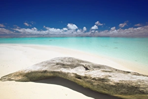 Images Dated 22nd May 2007: Driftwood on the beach, Maldives, Indian Ocean, Asia