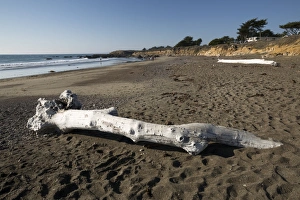 Driftwood Prints: Driftwood on beach, Moonstone Beach Park