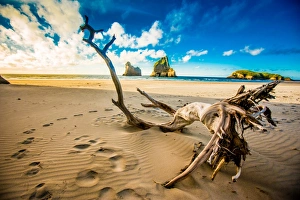Golden Bay Prints: Driftwood in Golden Bay, Tasman Region, South Island, New Zealand, Pacific