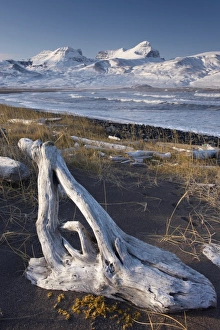 Images Dated 22nd October 2008: Driftwood on shores of Borgarfjordur Eystri fjord, Mount Dyrfjoll (Door mountain)