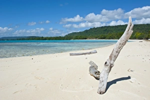 Espiritu Santo Prints: Driftwood on the white sand beach of Port Orly