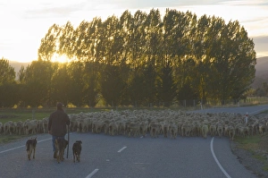 Motoring Prints: Driving sheep