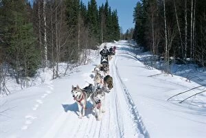 Life Style Collection: Driving Siberian huskies, Karelia, Finland, Scandinavia, Europe