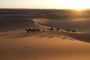 Images Dated 10th November 2007: Dromedaries taking tourists on a sunset ride, Merzouga, Morocco, Sahara Desert