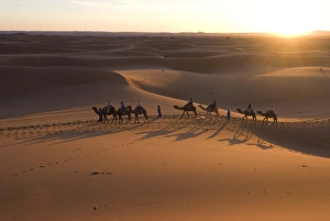 Images Dated 10th November 2007: Dromedaries taking tourists on a sunset ride, Merzouga, Morocco, Sahara Desert