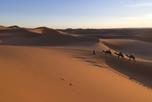 Images Dated 10th November 2007: Dromedaries taking tourists on a sunset ride, Merzouga, Morocco, North Africa, Africa