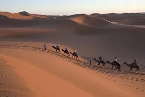 Images Dated 10th November 2007: Dromedaries taking tourists on a sunset ride, Merzouga, Morocco, North Africa, Africa