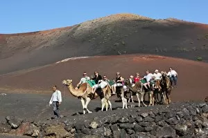 Images Dated 1st December 2011: Dromedary ride on slopes of Timanfaya mountain, Timanfaya National Park, Lanzarote