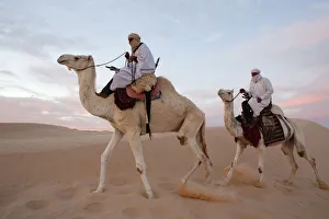 Camels Prints: Dromedary riders in the Sahara, Douz, Kebili, Tunisia, North Africa, Africa
